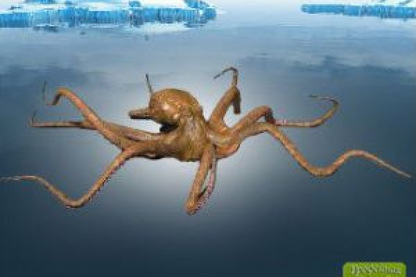 Craken что это